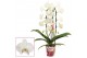 Phalaenopsis wit Phalaenopsis cascade 2 tak wit (Scenza) 14 bl. 2 tak/ 
