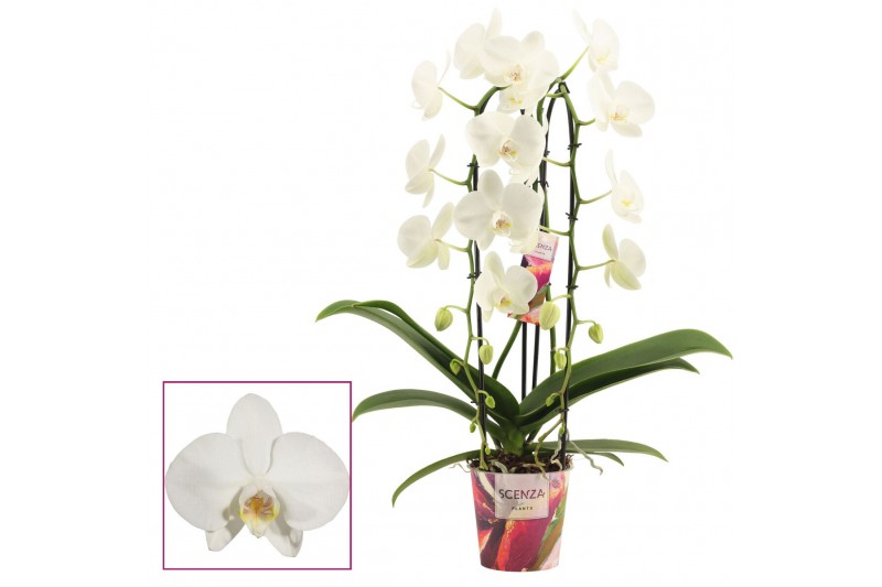 Phalaenopsis wit Phalaenopsis cascade 2 tak wit (Scenza) 14 bl. 2 tak/ Phalaenopsis wit Phalaenopsis cascade 2 tak wit (Scenza) 14 bl. 2 tak/