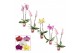 Phalaenopsis mix 2 tak, 14+ bloem - 60/65cm - Scenza 