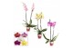Phalaenopsis mix 2 tak, 14+ bloem - 60/65cm - Scenza 