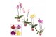 Phalaenopsis mix 2 tak, 14+ bloem - 60/65cm - Scenza 