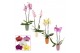 Phalaenopsis mix 2 tak, 14+ bloem - Carly keramiek - Craft World 