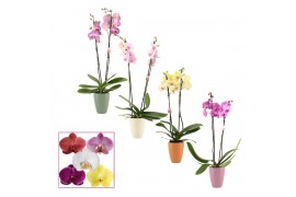 Phalaenopsis mix 2 tak, 14+ bloem - Carly keramiek - Craft World