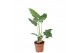 Alocasia cucullata Alocasia Cucullata - hoogte 70-75 2 pp 