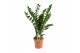 Zamioculcas zamiifolia Zamioculcas 10+ veren - hoogte 100-110 10 tak/p 