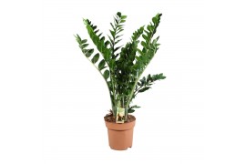 Zamioculcas zamiifolia Zamioculcas 10+ veren - hoogte 100-110 10 tak/p