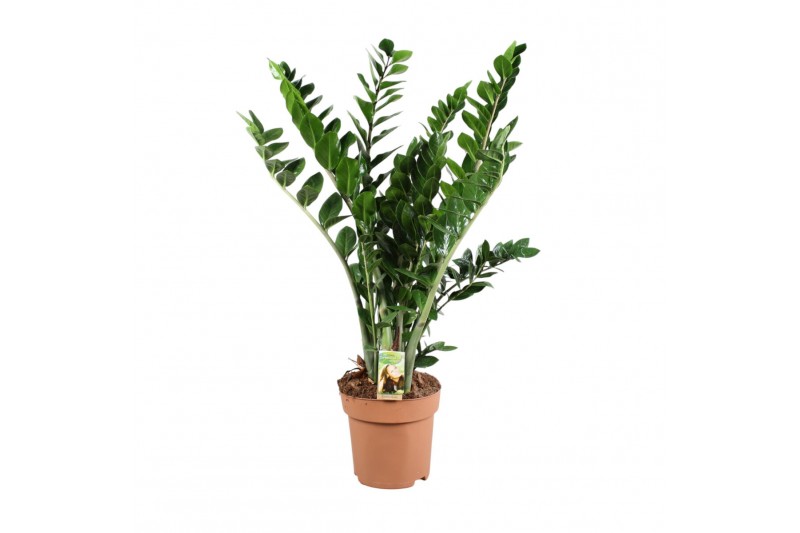 Zamioculcas zamiifolia Zamioculcas 10+ veren - hoogte 100-110 10 tak/p Zamioculcas zamiifolia Zamioculcas 10+ veren - hoogte 100-110 10 tak/p