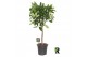 Ficus cyathistipula bol op stam 