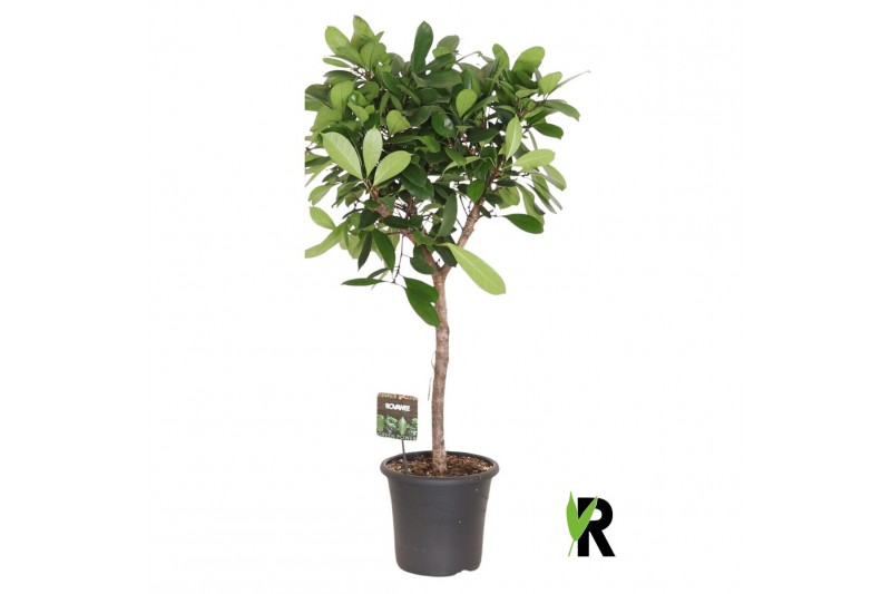 Ficus cyathistipula bol op stam 