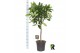 Ficus cyathistipula bol op stam 