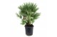 Chamaerops humilis 