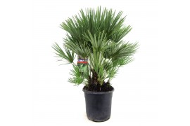 Chamaerops humilis