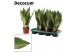 Sansevieria trifasciata moonshine decorum 