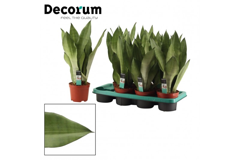 Sansevieria trifasciata moonshine decorum 