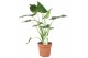 Alocasia cucullata Alocasia Cucullata - hoogte 100-110 cm. 2 pp 
