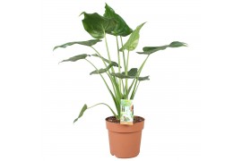 Alocasia cucullata Alocasia Cucullata - hoogte 100-110 cm. 2 pp