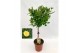 Rosa geel op stam,9 tak/plnt,geel 