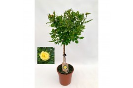 Rosa geel op stam,9 tak/plnt,geel