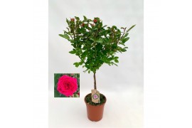 Rosa lila op stam,9 tak/plnt,lila