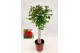 Rosa rood op stam,9 tak/plnt,rood 