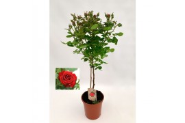Rosa rood op stam,9 tak/plnt,rood