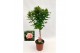 Rosa roze op stam,9 tak/plnt,roze 