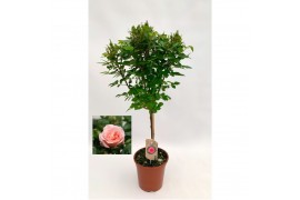 Rosa roze op stam,9 tak/plnt,roze