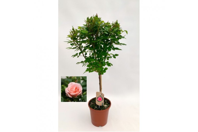 Rosa roze op stam,9 tak/plnt,roze 