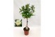 Rosa wit op stam,9 tak/plnt,wit 