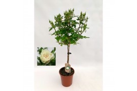 Rosa wit op stam,9 tak/plnt,wit