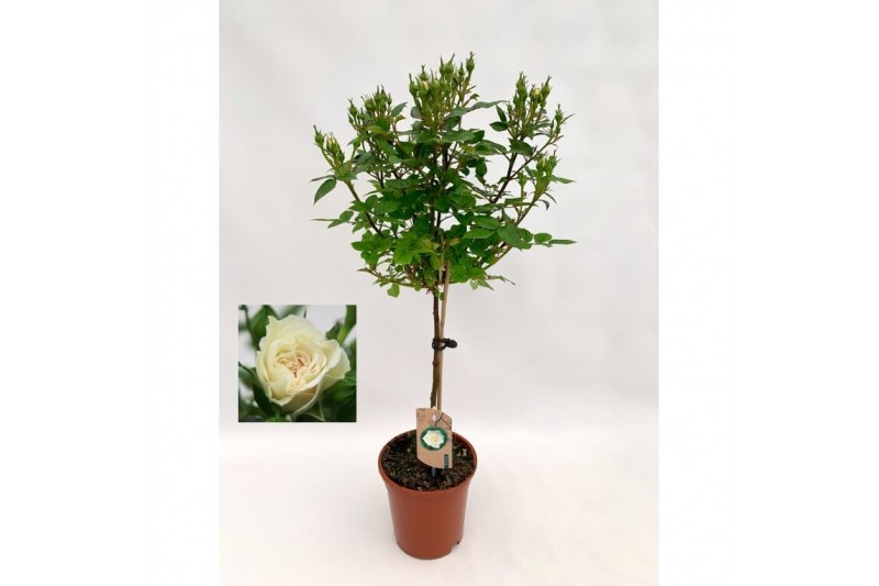 Rosa wit op stam,9 tak/plnt,wit 