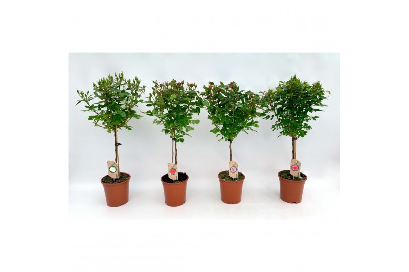 Rosa mix kar stam,9 tak/plnt,diverse kleuren Rosa mix kar stam,9 tak/plnt,diverse kleuren