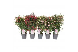 Fuchsia mix op rek