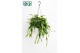 Rhipsalis Crispata 