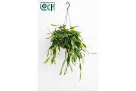Rhipsalis Crispata