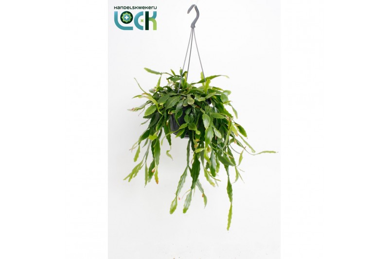 Rhipsalis Crispata 