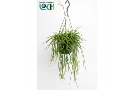 Rhipsalis Falcata