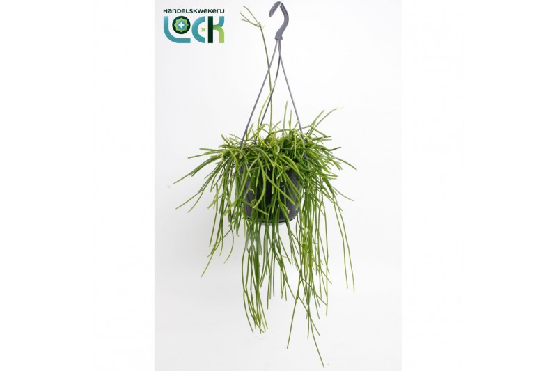 Rhipsalis Falcata 
