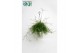 Rhipsalis Cassutha 