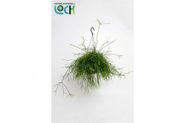 Rhipsalis Cassutha