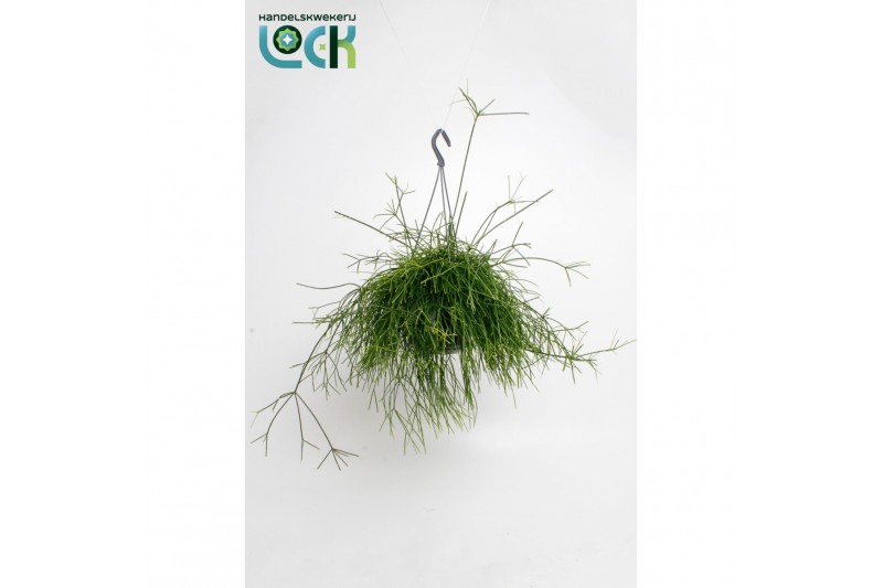 Rhipsalis Cassutha 