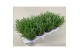 Lavandula angustifolia essence purple 