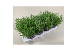 Lavandula angustifolia essence purple