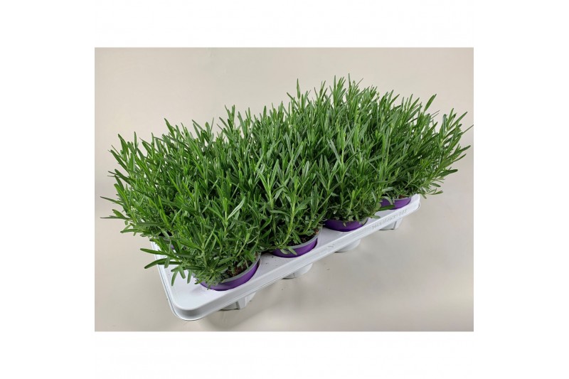 Lavandula angustifolia essence purple 