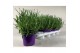 Lavandula angustifolia essence purple 