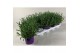 Lavandula angustifolia essence purple 