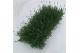 Lavandula angustifolia essence purple 