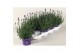 Lavandula angustifolia essence purple 