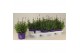 Lavandula angustifolia essence purple 