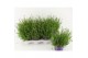 Lavandula angustifolia essence purple 